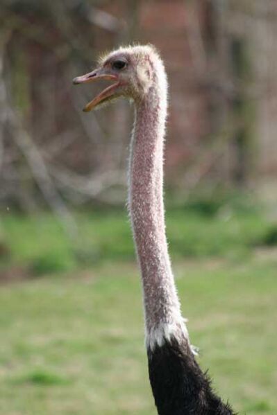 File:Ostrich neck.jpg