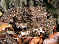 Hen-of-the-woods mushrooms