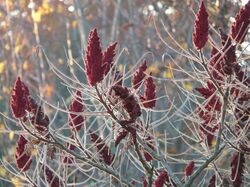 Sumac 'fruit' cones remain on the tree for more than a year