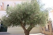 An olive tree in a churchyard, Ciutadella de Menorca