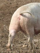 Vepřová polévka (Czech pork soup)