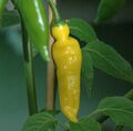 Lemon drop chillies