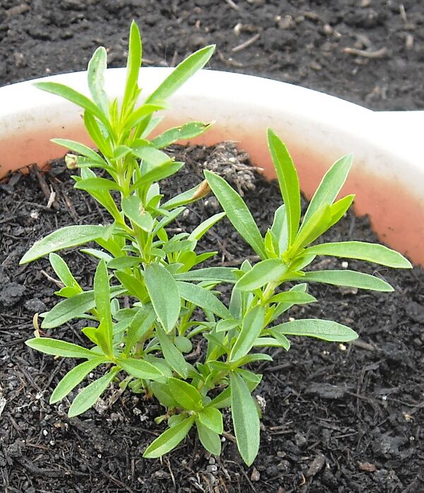 Winter savory Cooking Wiki