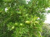 Argan tree; Foliage and immature fruit