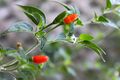 Piquin chillies