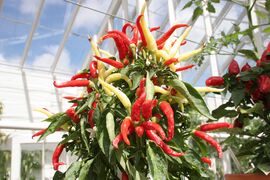 Chinese chilli and ginger sauce