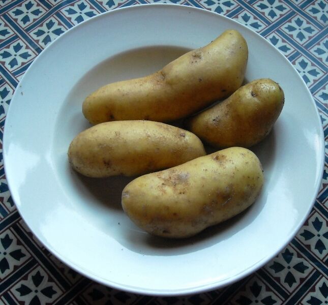 File:Mayan Gold potatoes.jpg